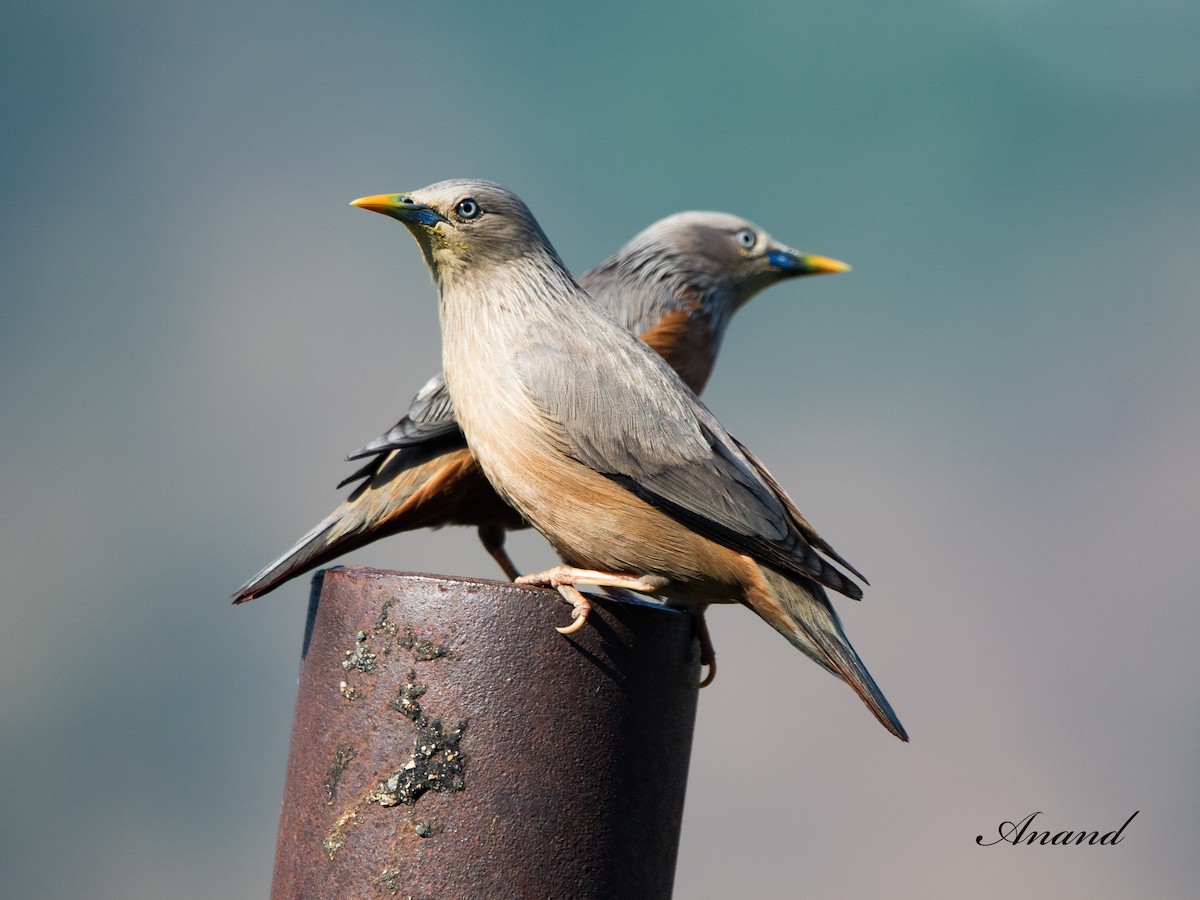 Chestnut-tailed Starling - Anand Singh