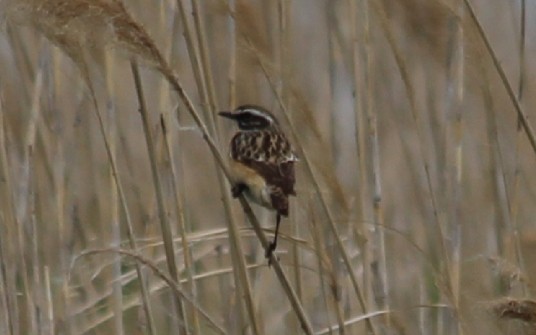Whinchat - Anonymous