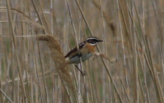 Whinchat - ML618542506