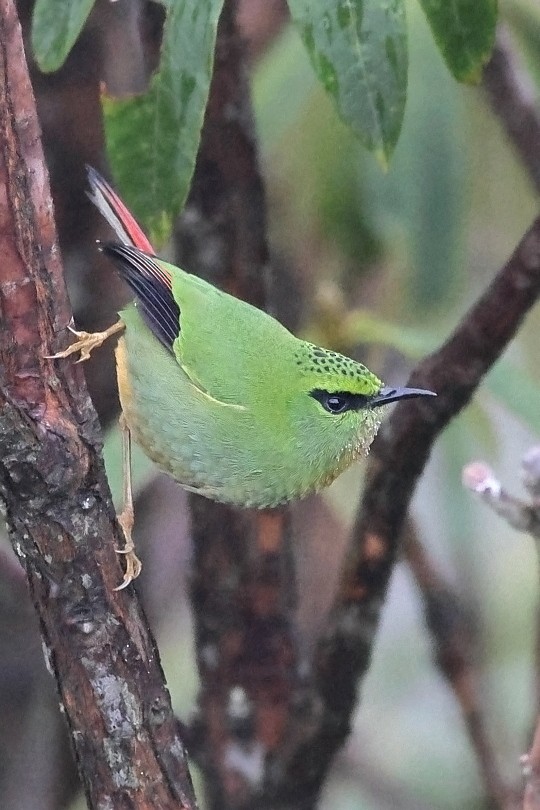 Fire-tailed Myzornis - ML618542516