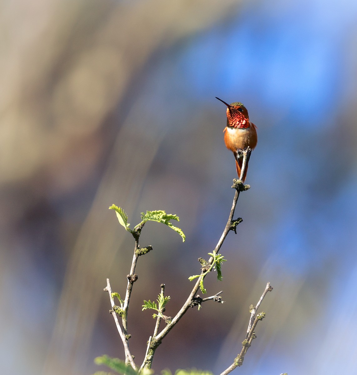Rufous/Allen's Hummingbird - ML618542534