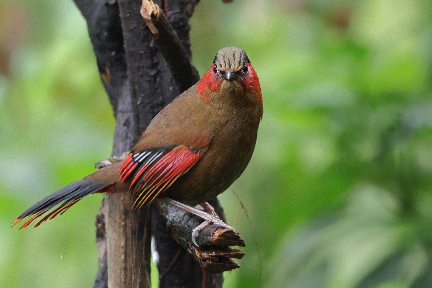 Red-faced Liocichla - ML618542574