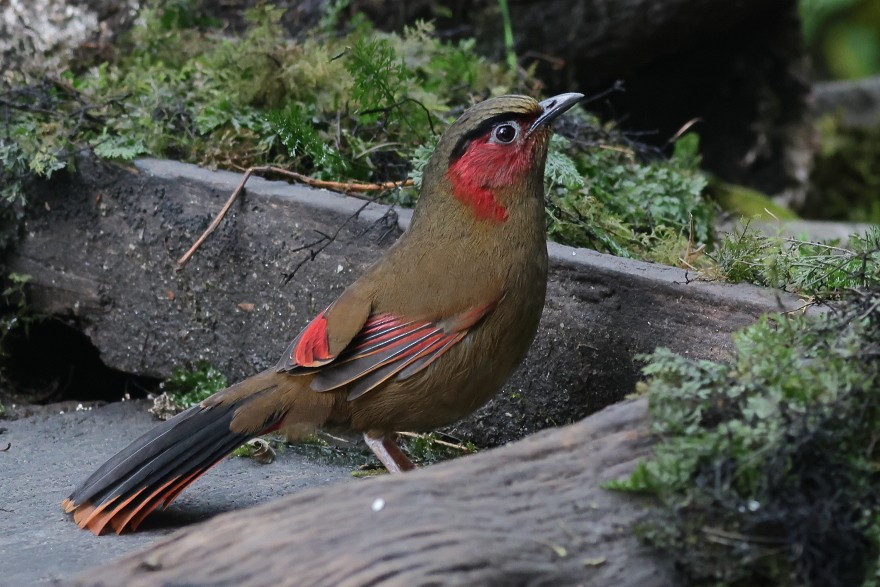 Red-faced Liocichla - ML618542575