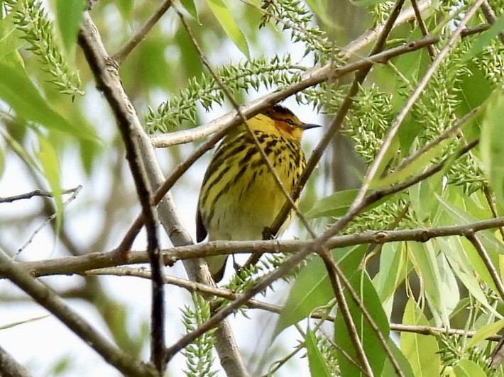 Cape May Warbler - ML618542601