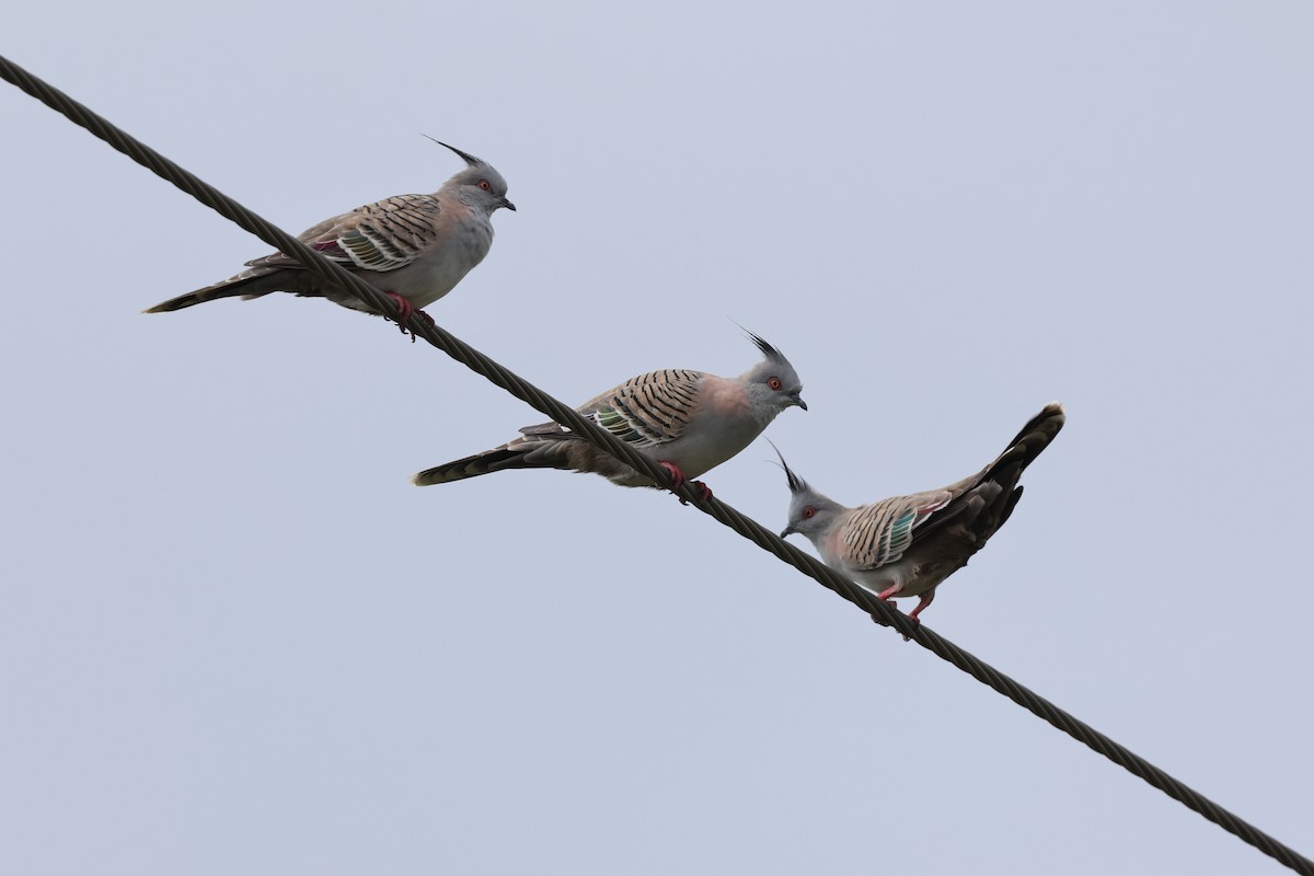 Crested Pigeon - ML618542604