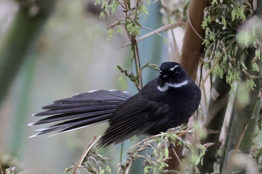 White-throated Fantail - ML618542611