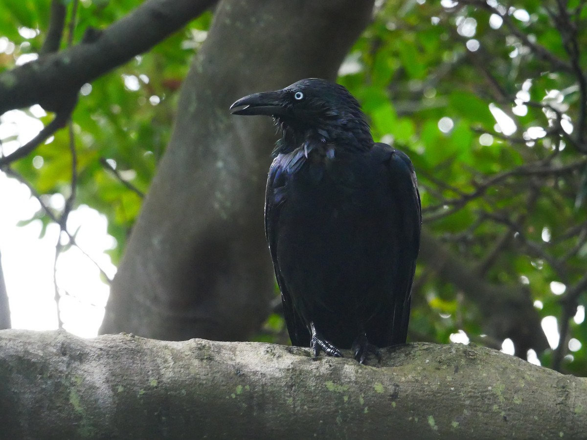 Australian Raven - ML618542658