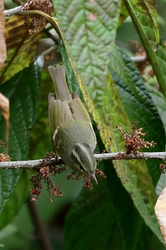 Blyth's Leaf Warbler - ML618542676