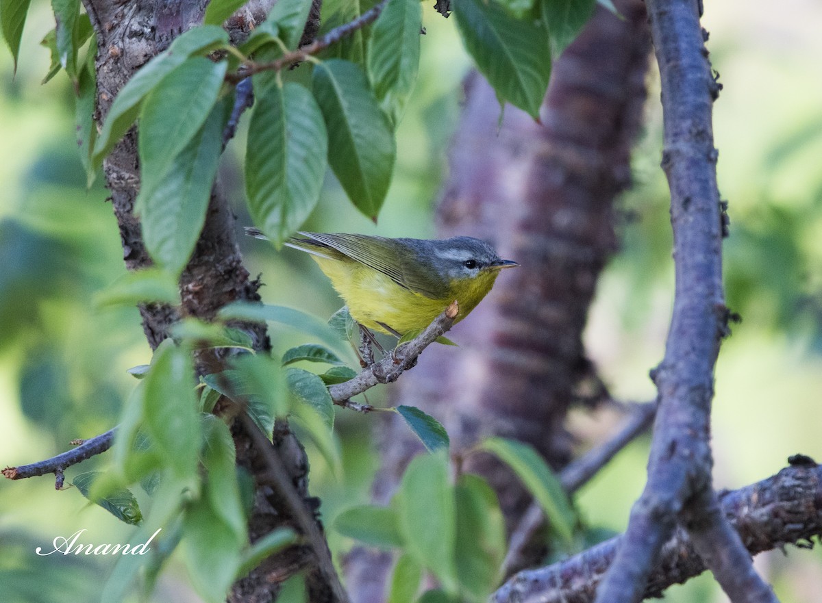 Gray-hooded Warbler - Anand Singh
