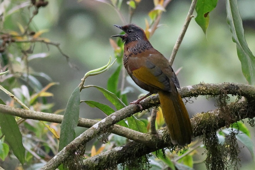 Chestnut-crowned Laughingthrush - ML618542689