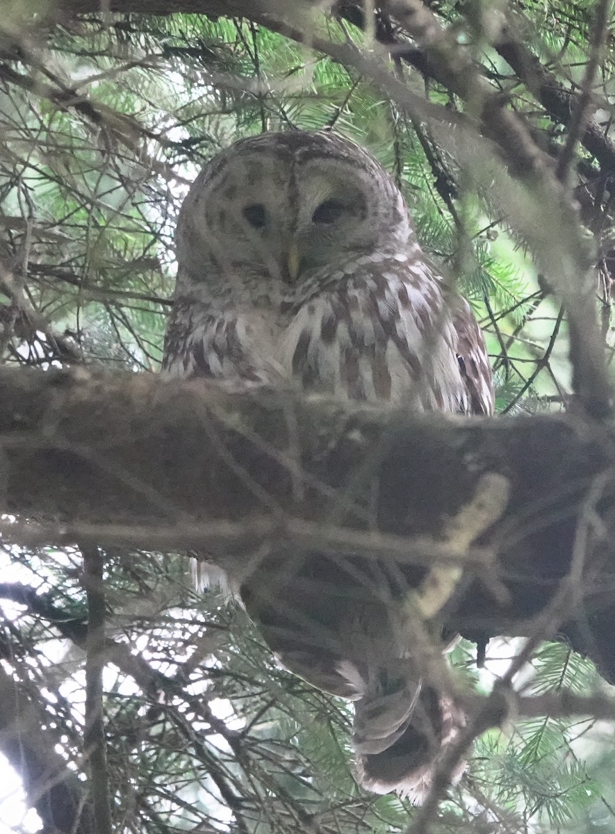 Barred Owl - ML618542696