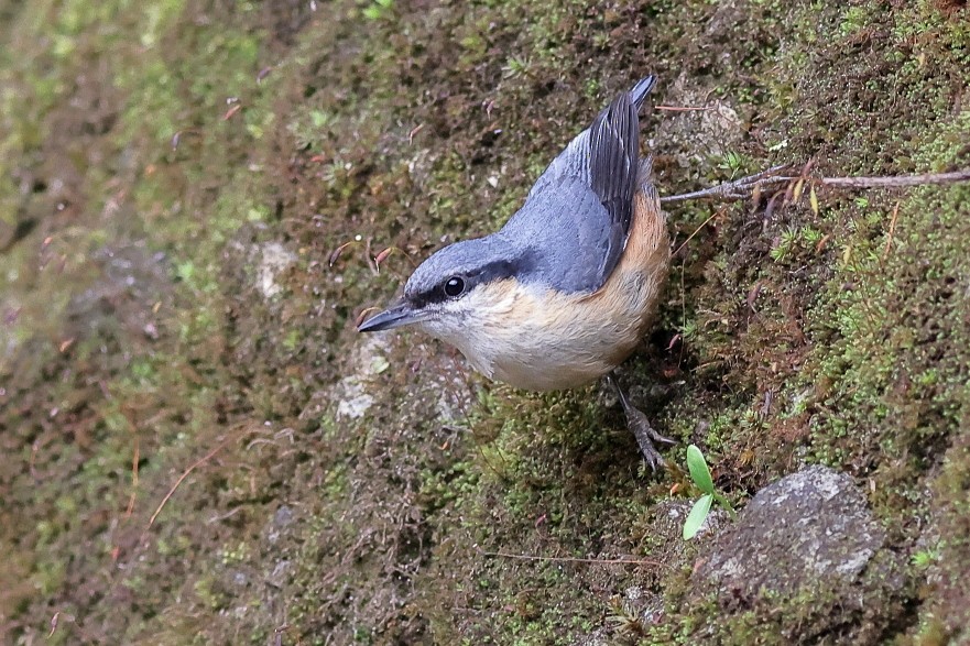 White-tailed Nuthatch - ML618542712