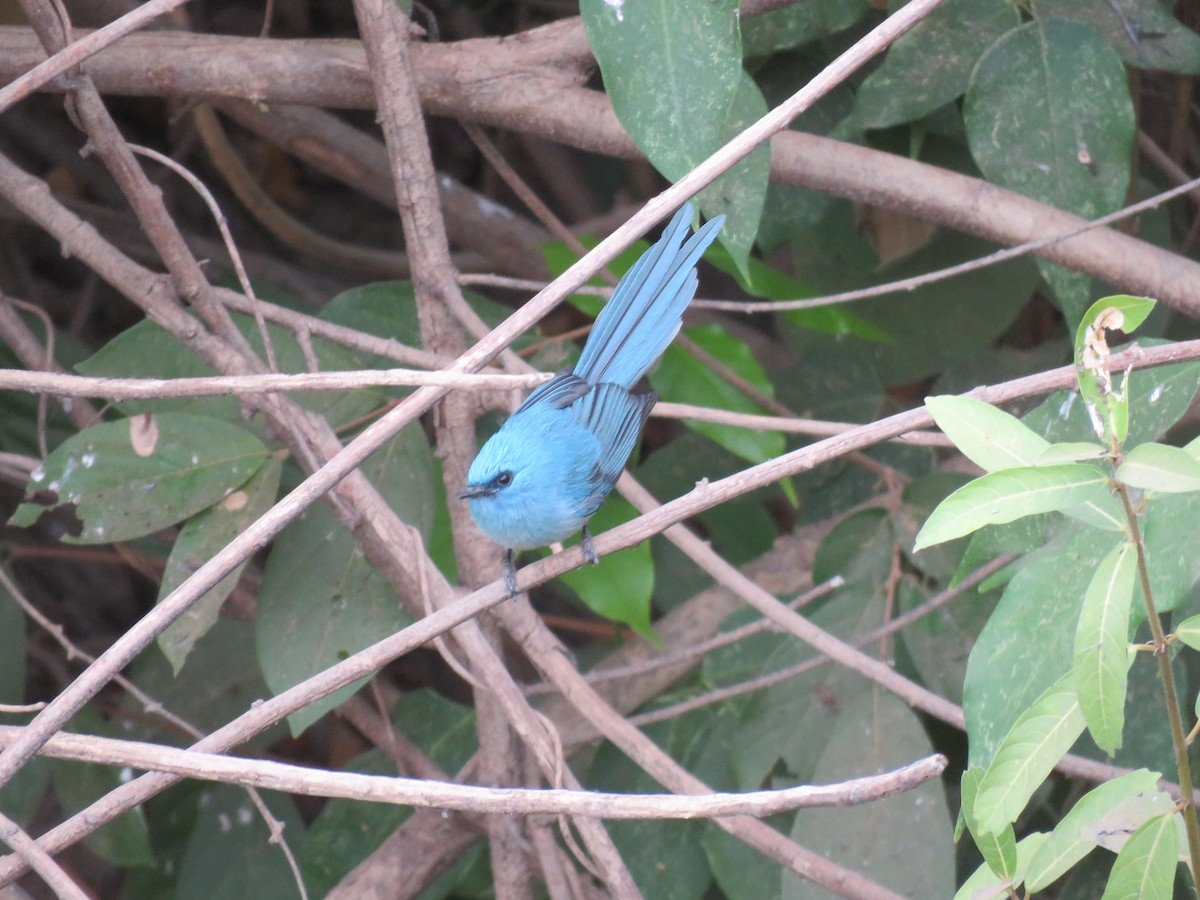 African Blue Flycatcher - ML618542721
