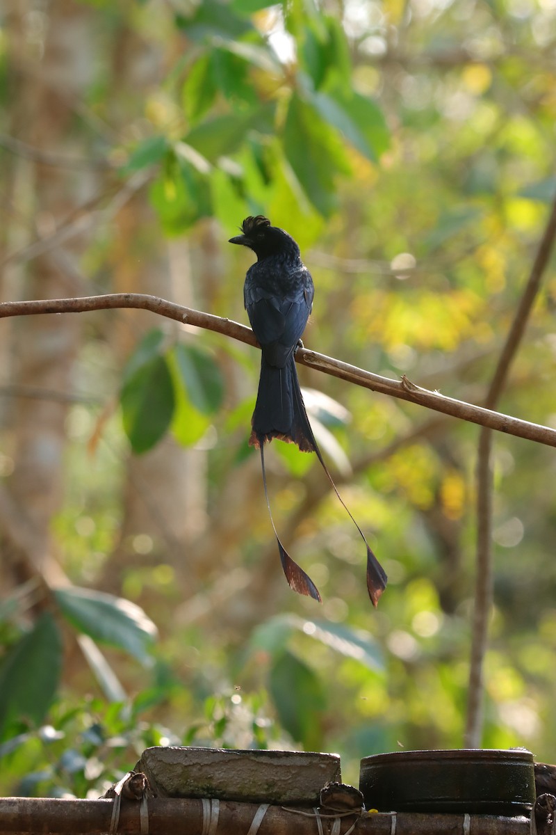 Greater Racket-tailed Drongo - ML618542764
