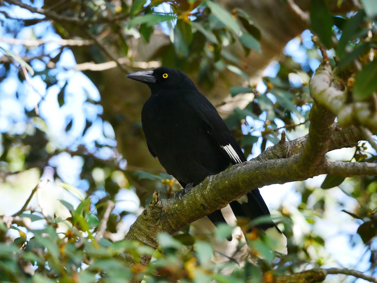 Pied Currawong - ML618542790