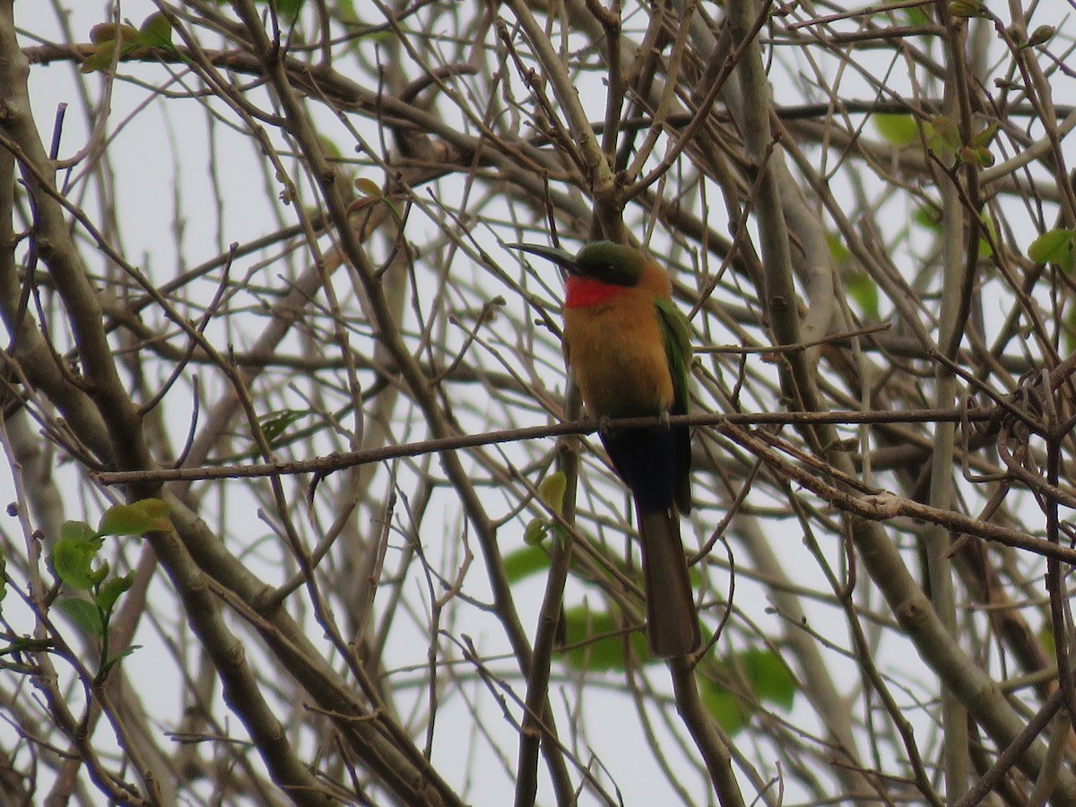Red-throated Bee-eater - ML618542842