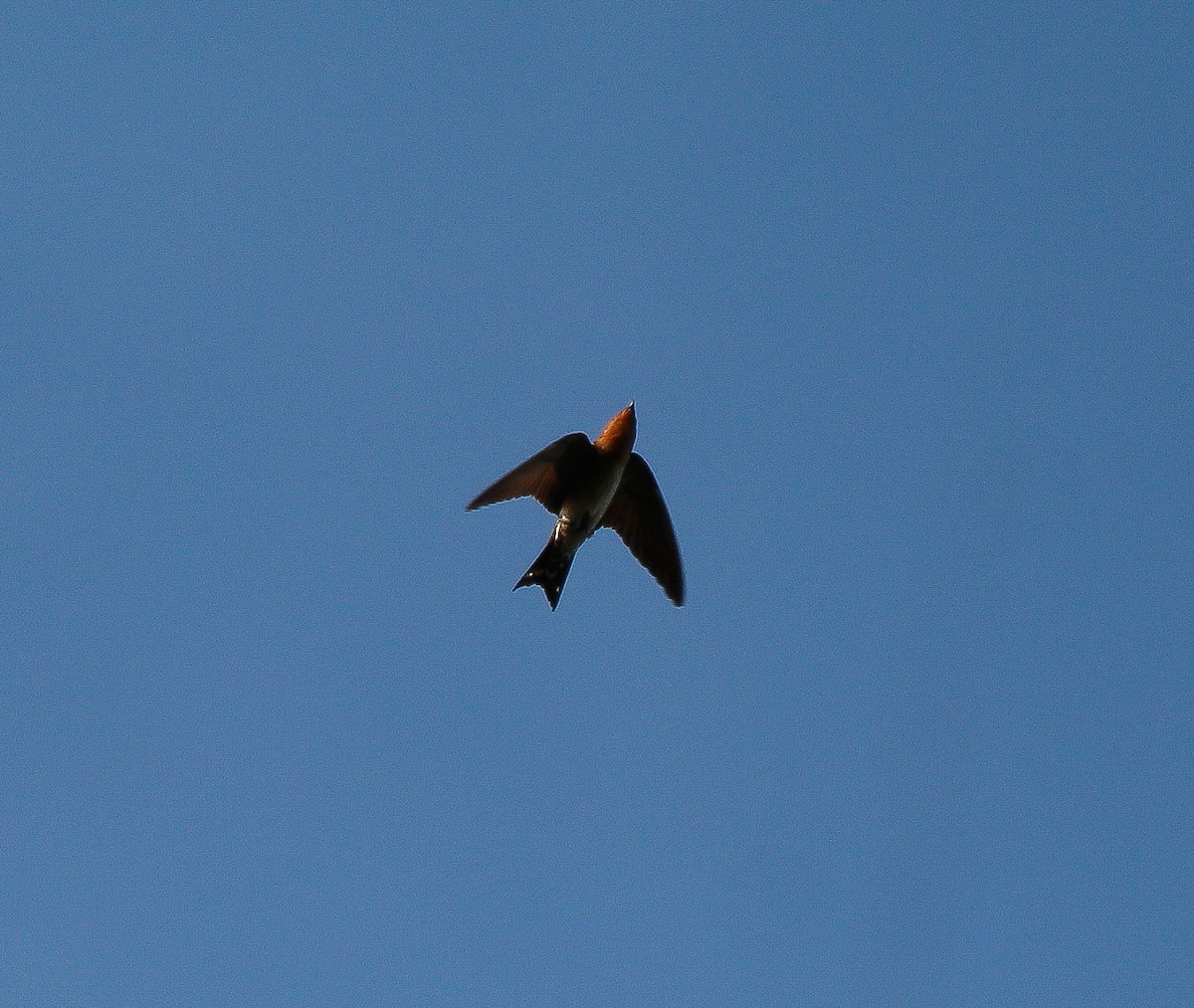 Pacific Swallow - ML618542877