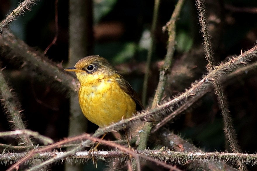 Golden Bush-Robin - Manjusha Savant