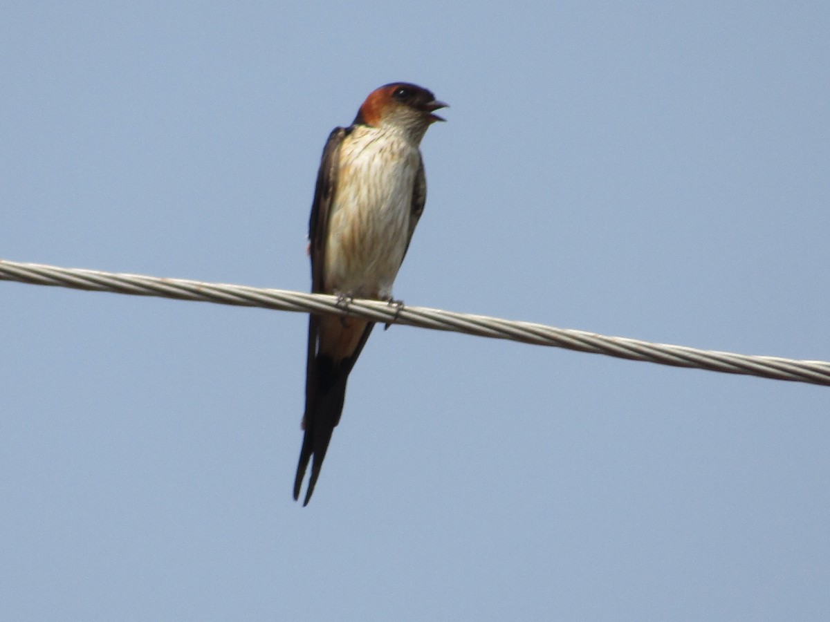Red-rumped Swallow - ML618543082
