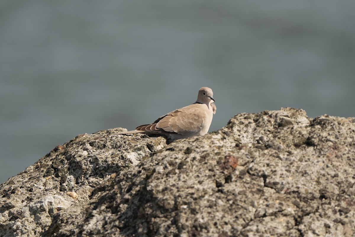 Eurasian Collared-Dove - ML618543085
