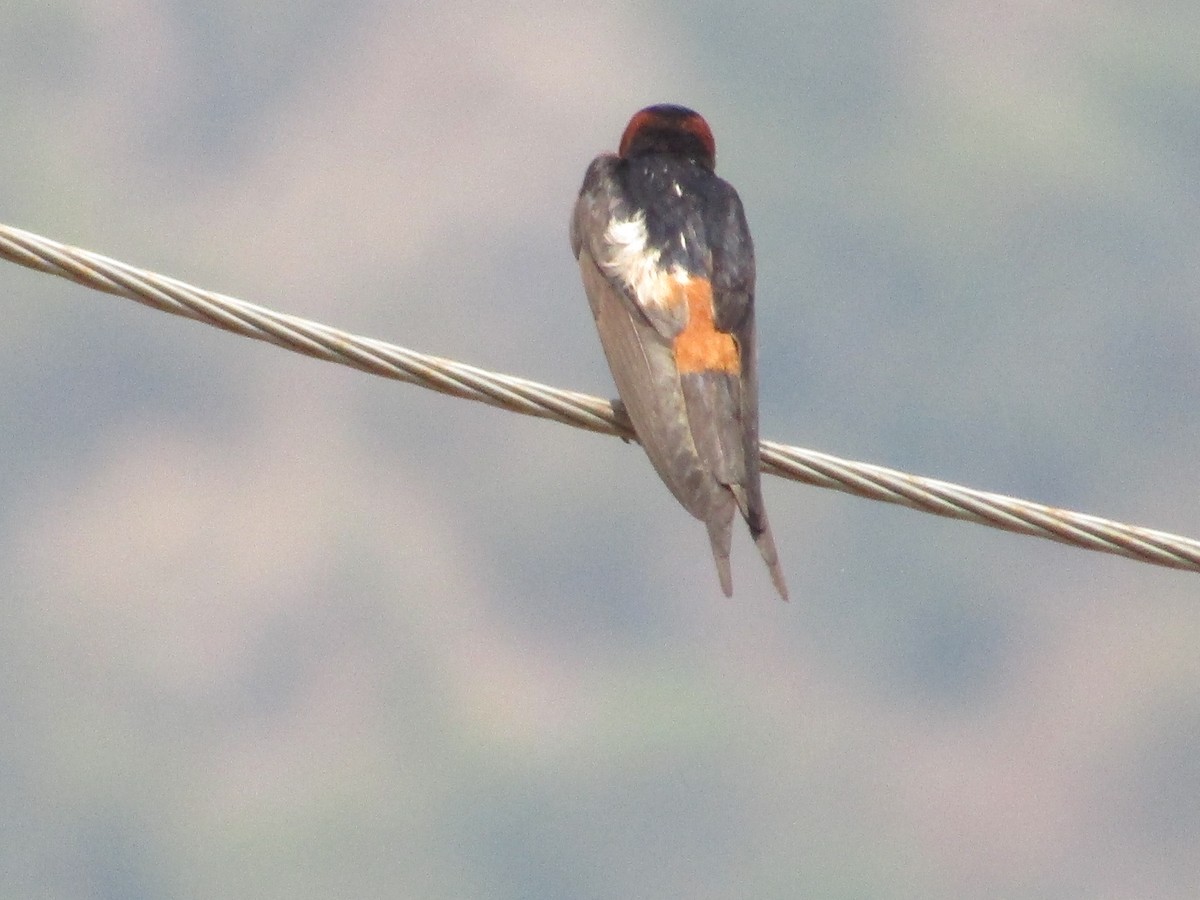 Red-rumped Swallow - ML618543087
