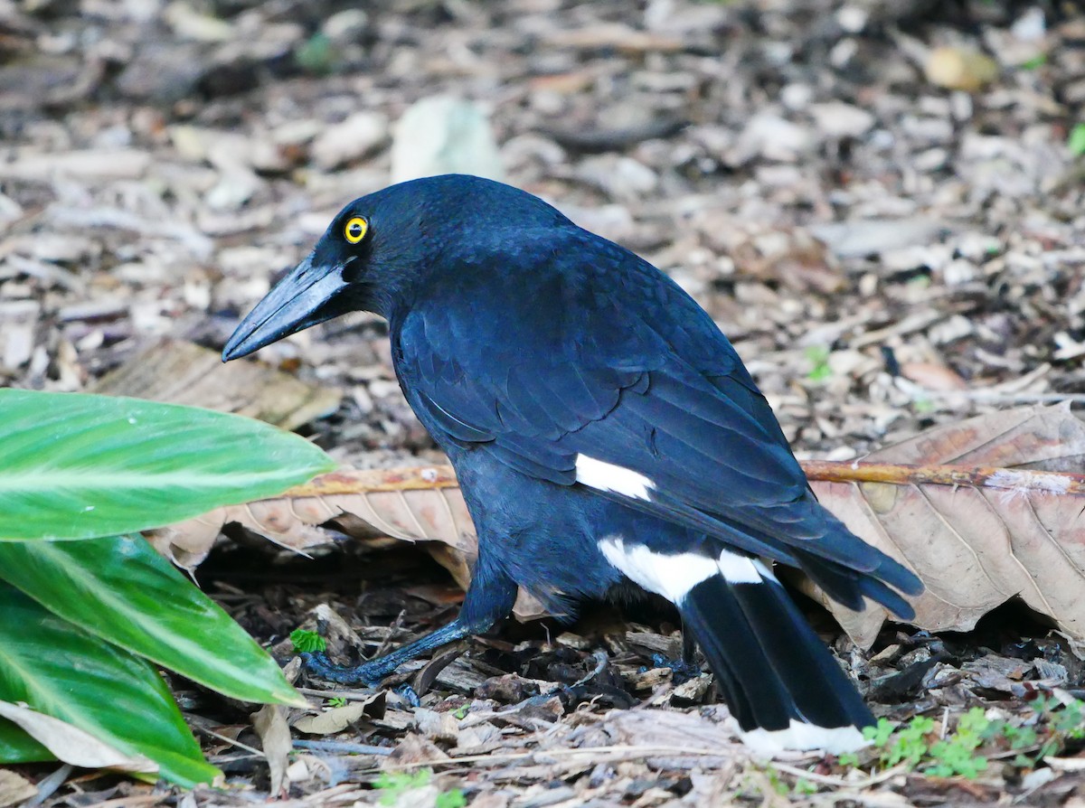 Pied Currawong - ML618543091