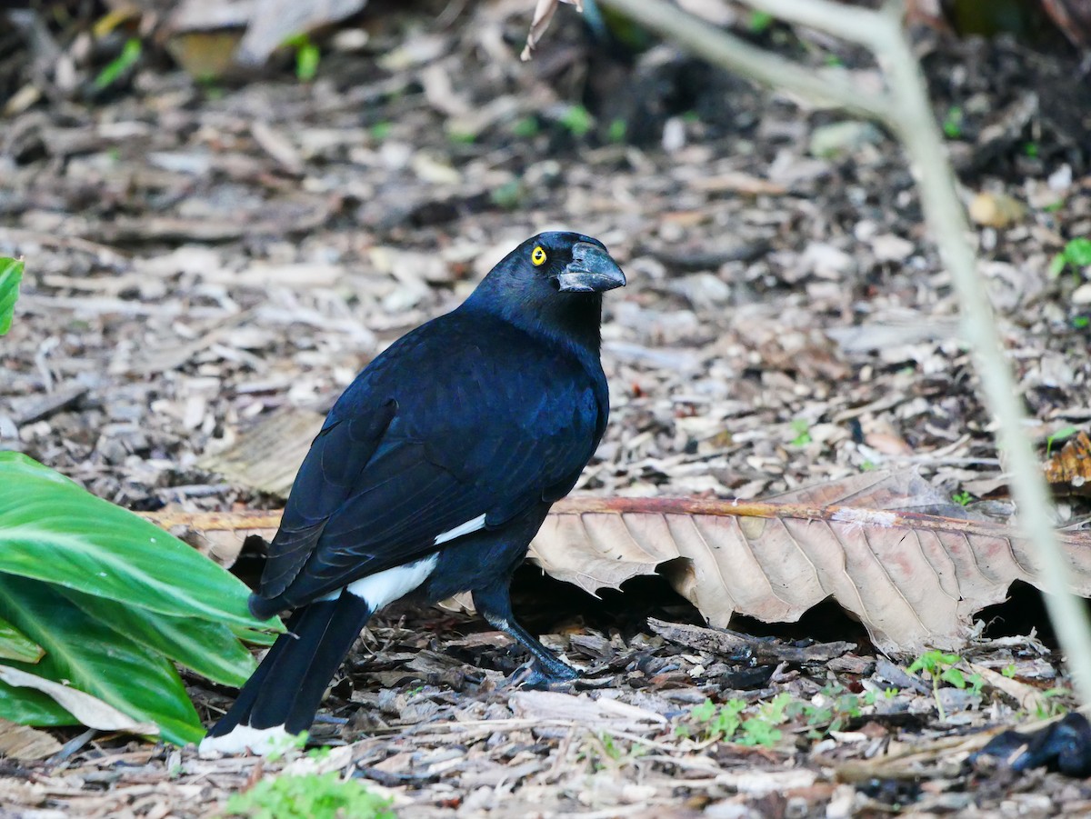 Pied Currawong - ML618543097