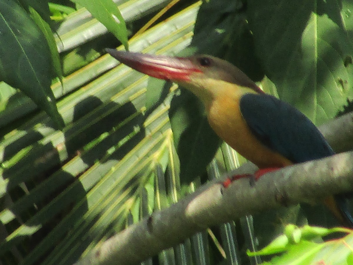 Stork-billed Kingfisher - ML618543102