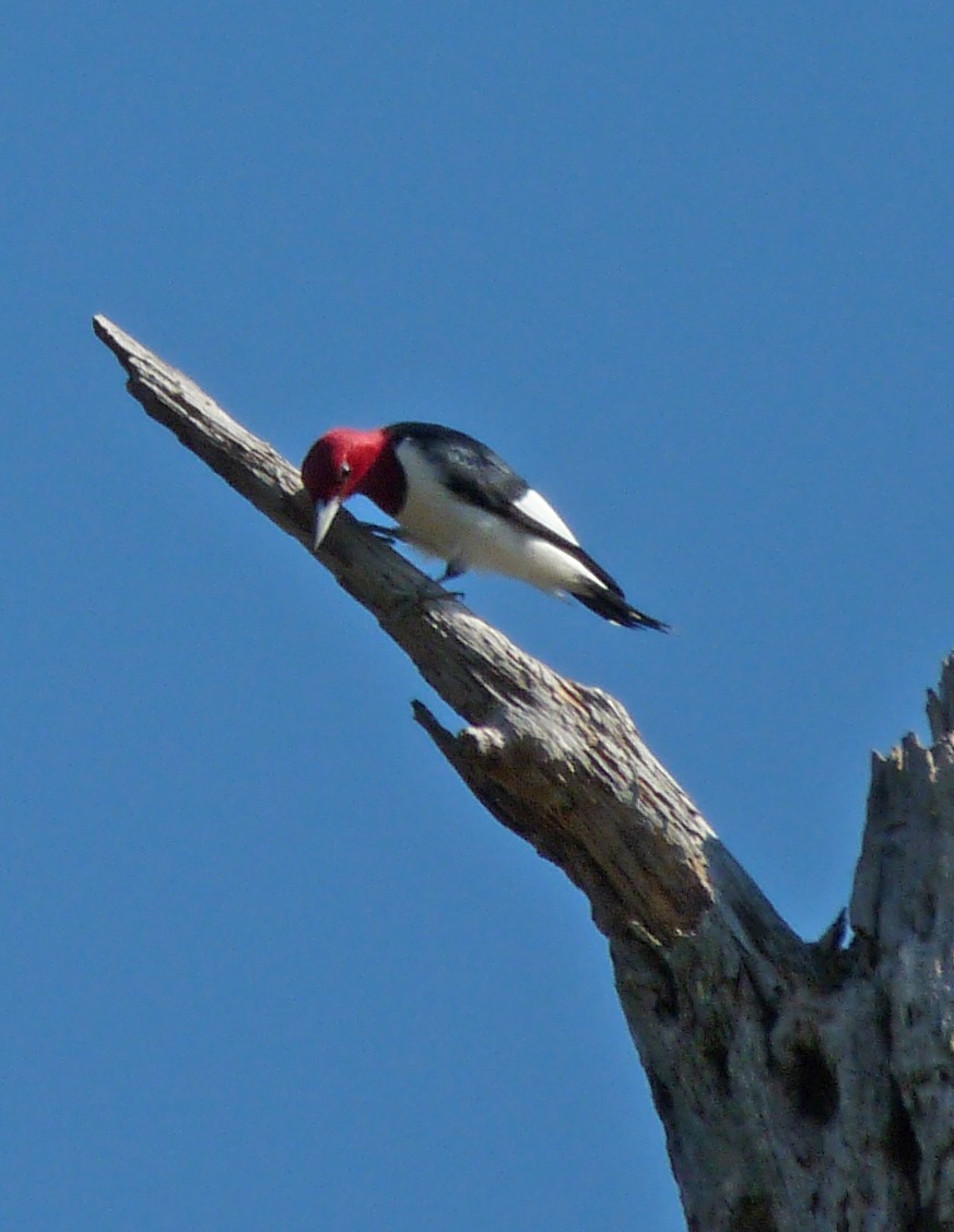 Red-headed Woodpecker - Tresa Moulton