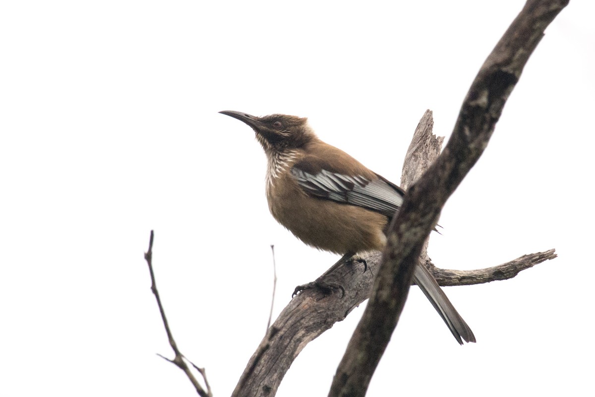 New Caledonian Friarbird - ML618543152