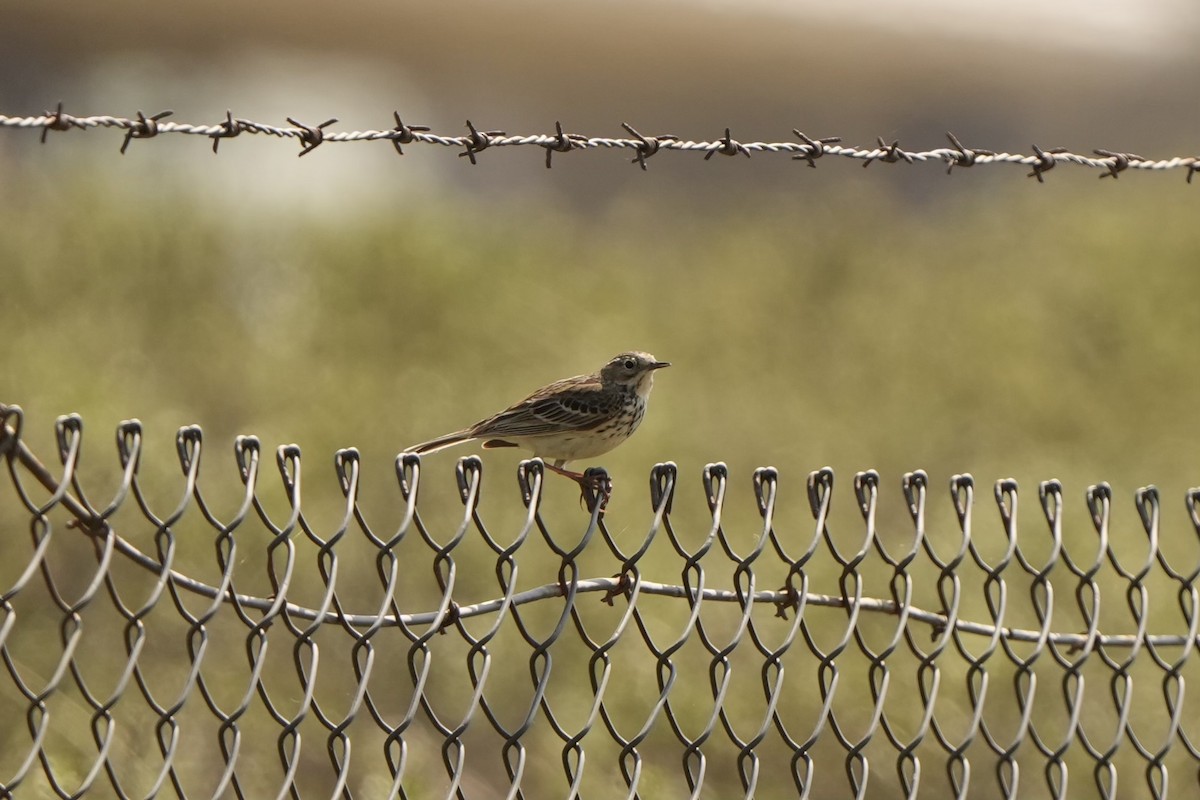Meadow Pipit - ML618543165