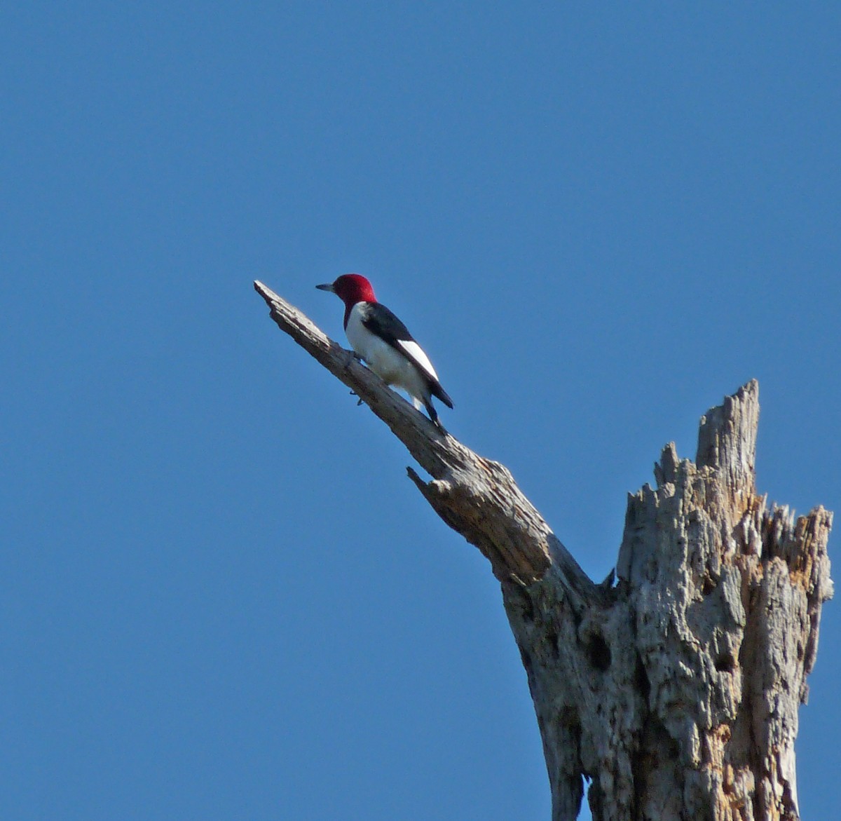 Red-headed Woodpecker - ML61854321