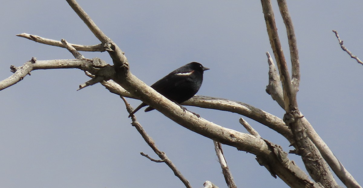 Tricolored Blackbird - ML618543257