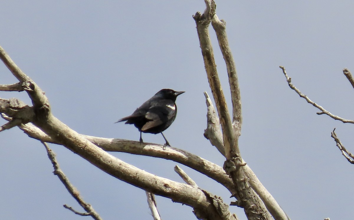 Tricolored Blackbird - ML618543258
