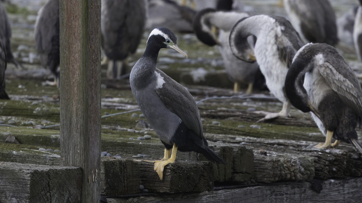 Spotted Shag - ML618543268