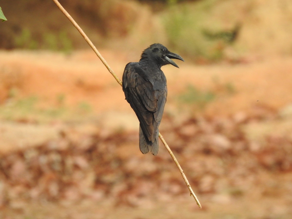 Large-billed Crow - ML618543302