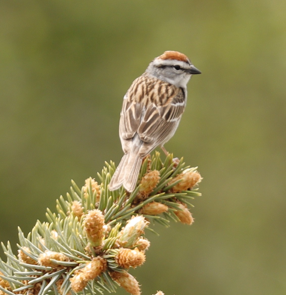 Chipping Sparrow - Eric B
