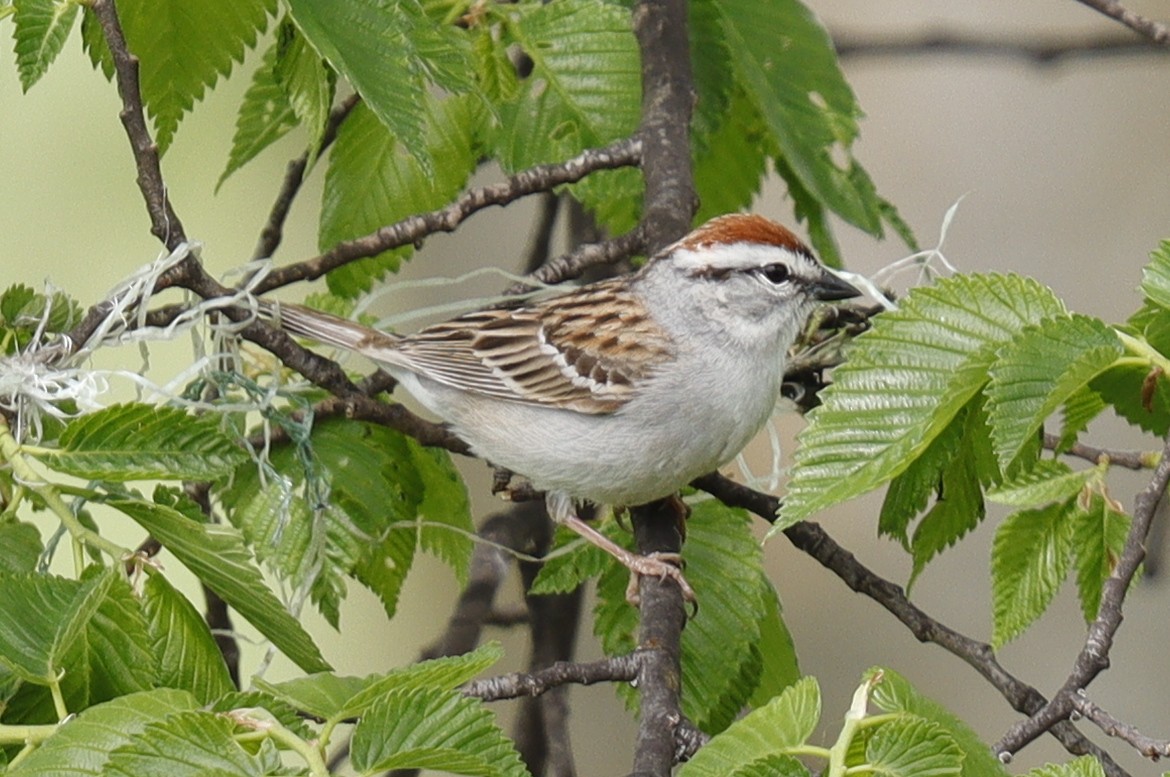 Chipping Sparrow - ML618543328