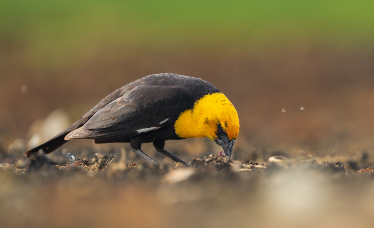 Yellow-headed Blackbird - ML618543357