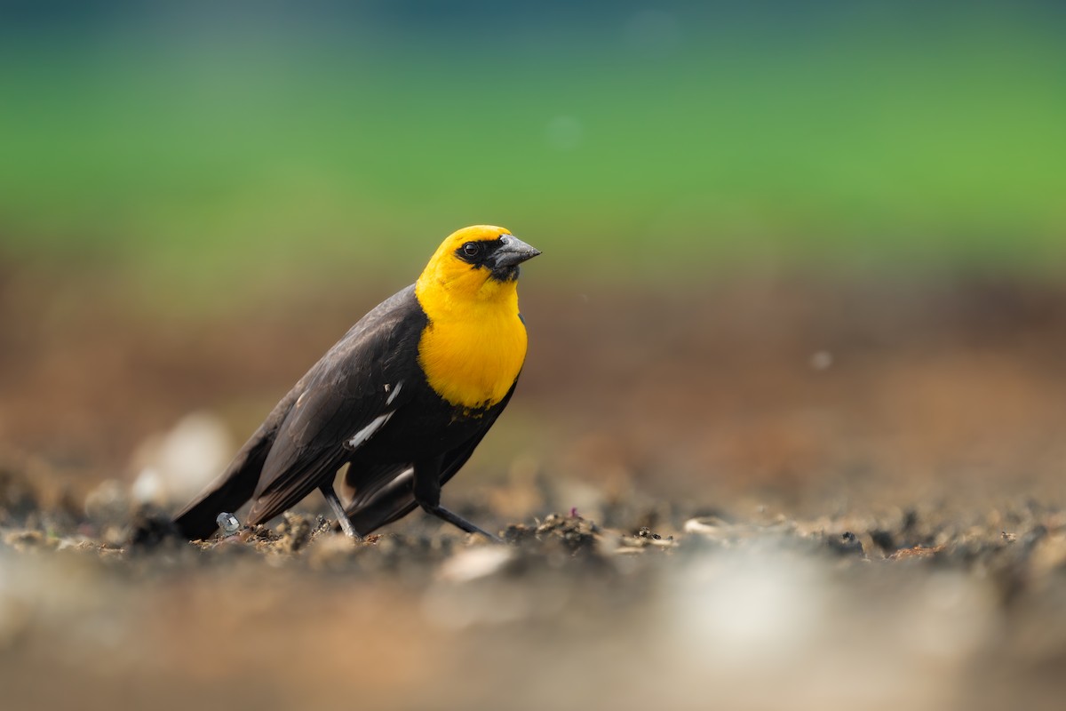 Yellow-headed Blackbird - ML618543358