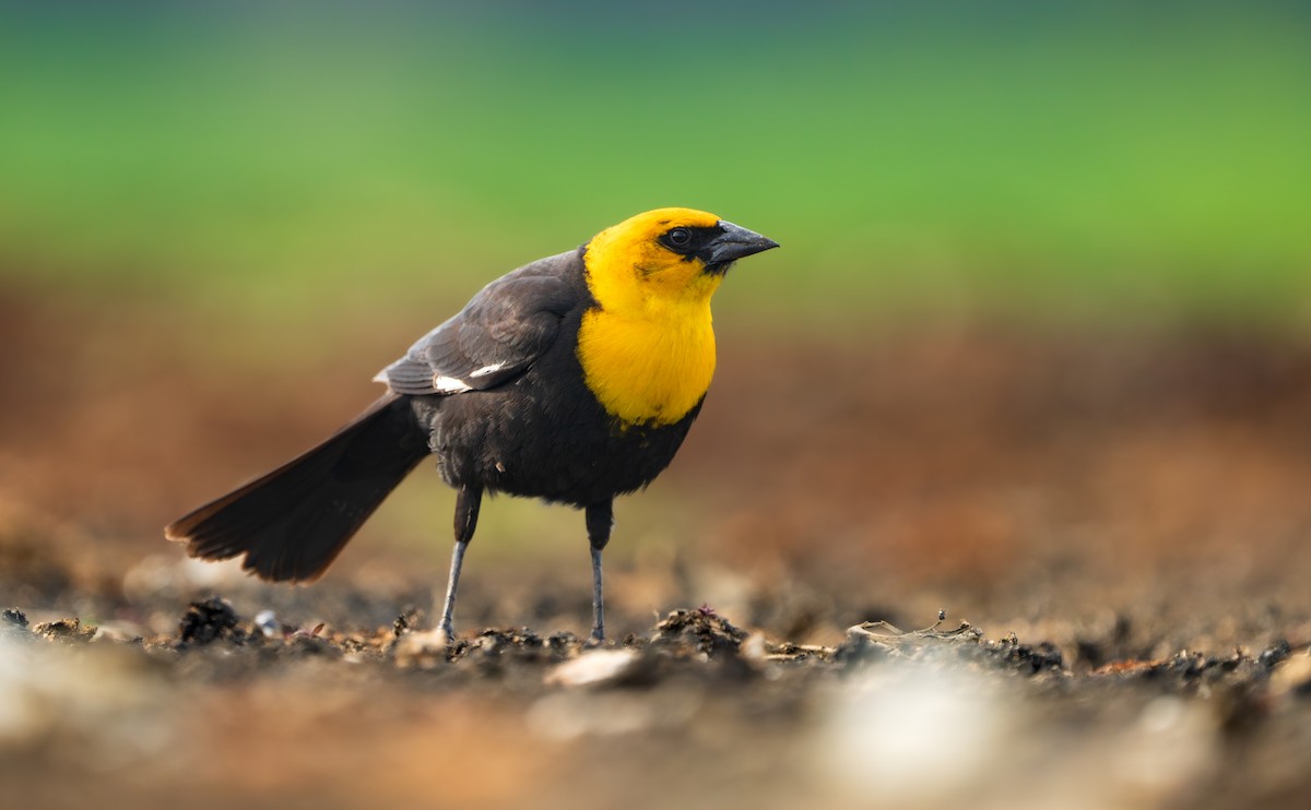 Yellow-headed Blackbird - ML618543359