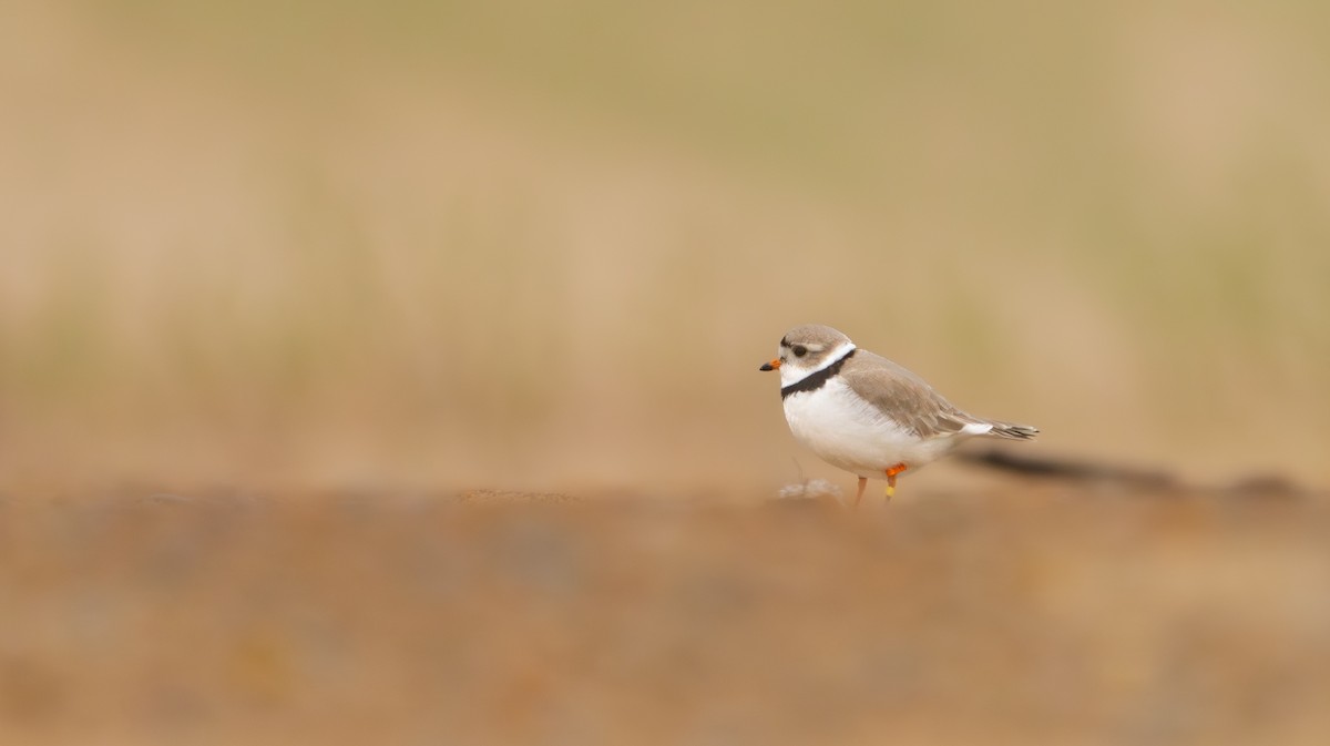 Piping Plover - ML618543390