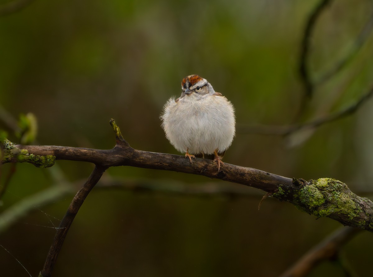 Chipping Sparrow - ML618543396