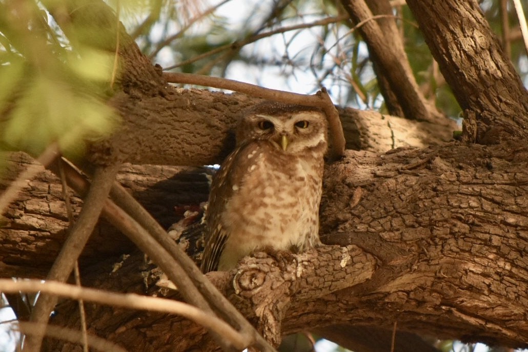 Spotted Owlet - hemraj duraiswami
