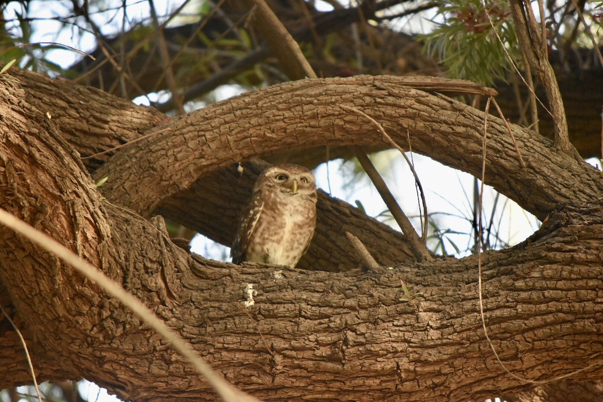 Spotted Owlet - ML618543401