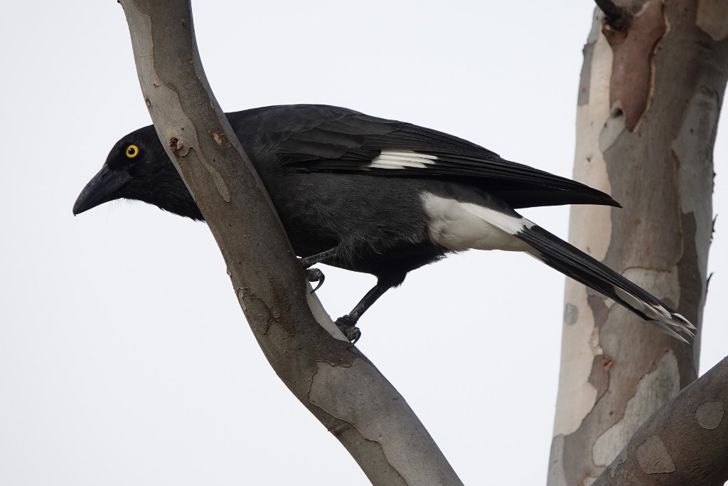 Pied Currawong - ML618543423