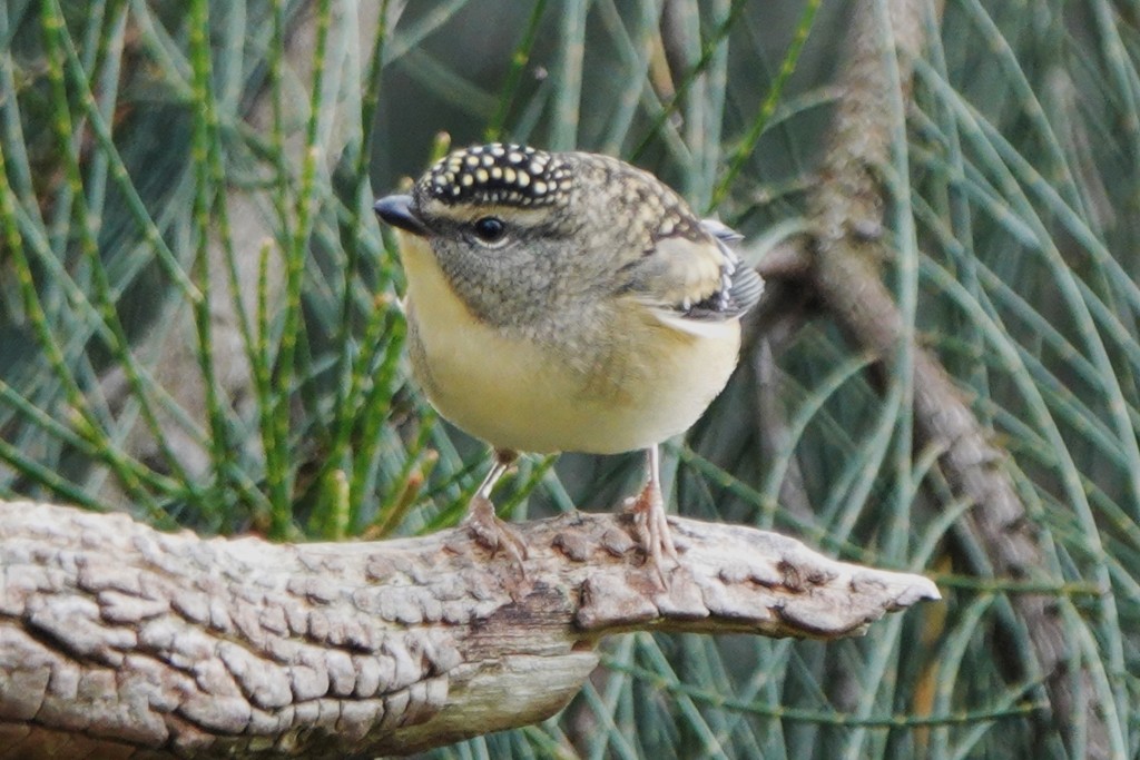 Spotted Pardalote - ML618543426