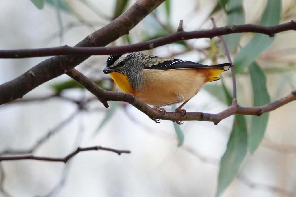 Spotted Pardalote - ML618543427