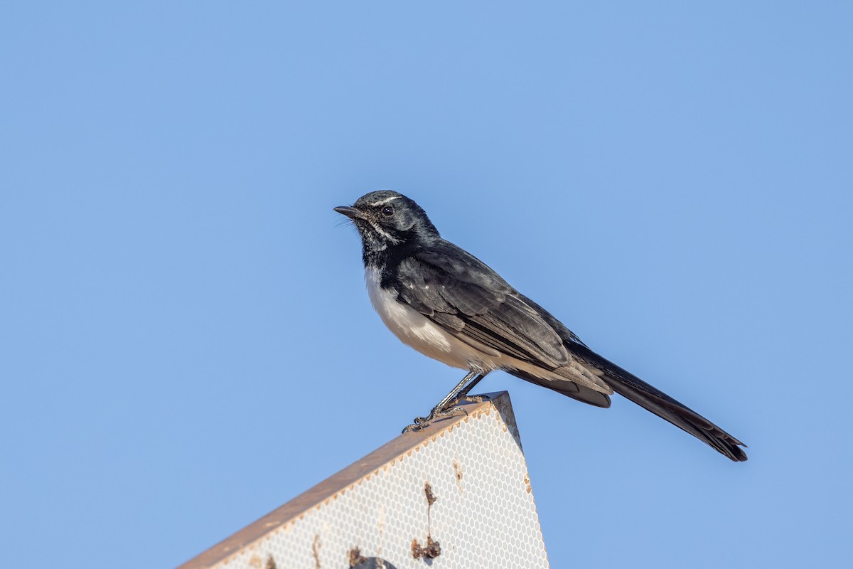Willie-wagtail - ML618543445