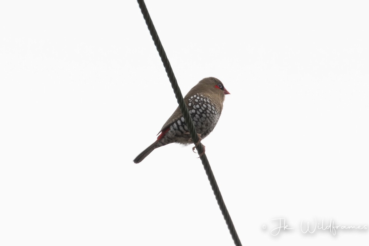 Red-eared Firetail - ML618543481